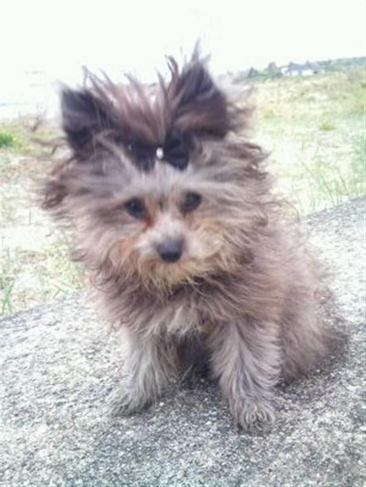 Blanding af racer **Lill' Cody<3** - Er jeg ikke fin? :) billede 11