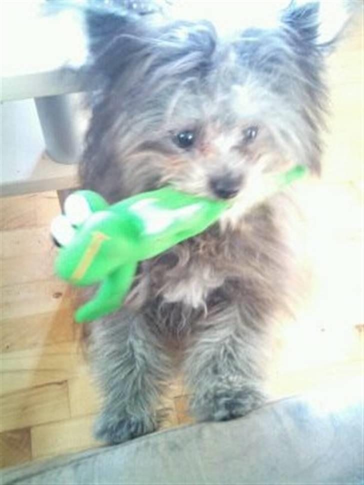 Blanding af racer **Lill' Cody<3** - Cody og hans bedste legetøj Froggy ! Lad oz nu komme op i sofaen moooar ! <3 billede 12