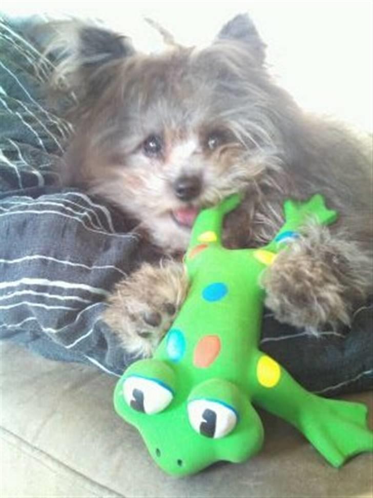 Blanding af racer **Lill' Cody<3** - Den får ikk for lidt den lille froggy :) billede 13