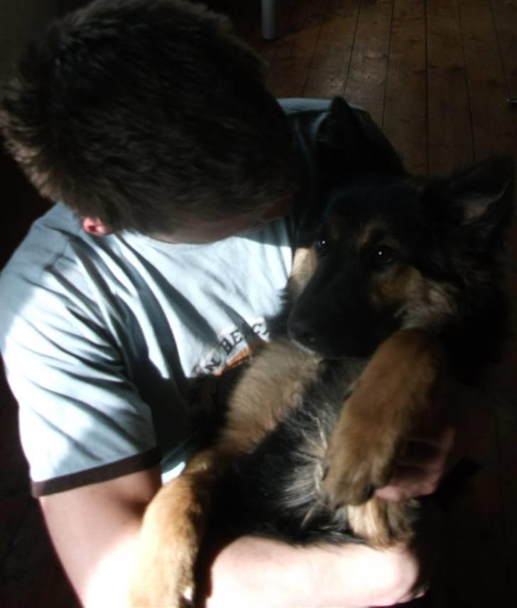 Blanding af racer paya billede 7