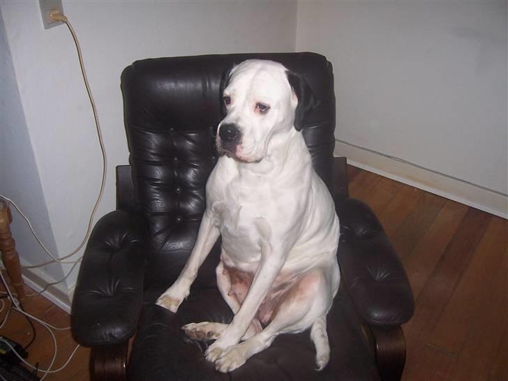 Blanding af racer Sille billede 9