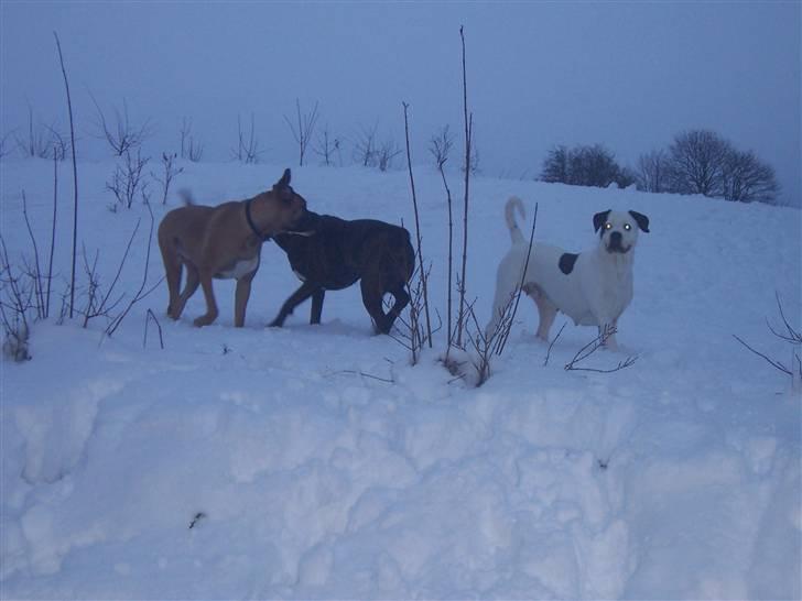 Blanding af racer Sille - Skønt at lege i sneen med to af sønnerne billede 10