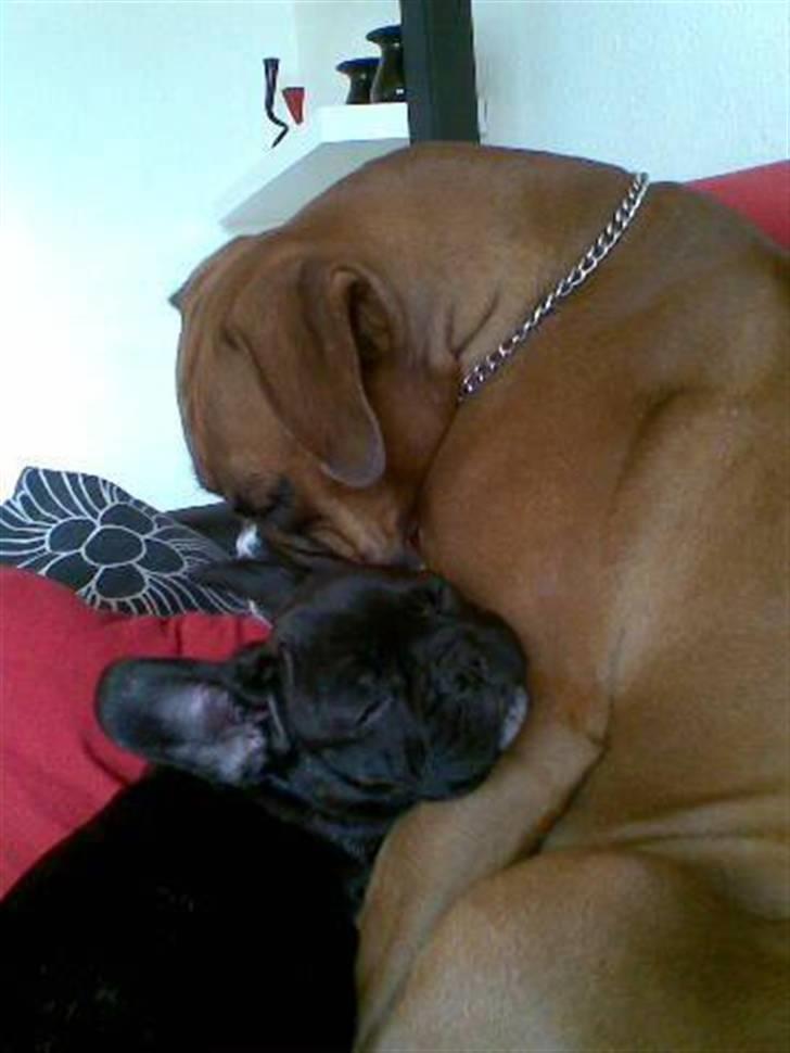 Fransk bulldog Møffe - vi elsker hinanden så højt <3 billede 12