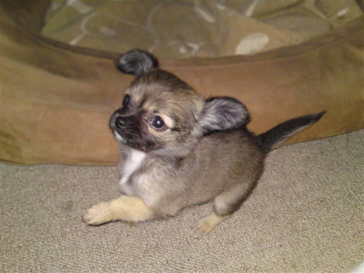 Chihuahua Malou billede 7