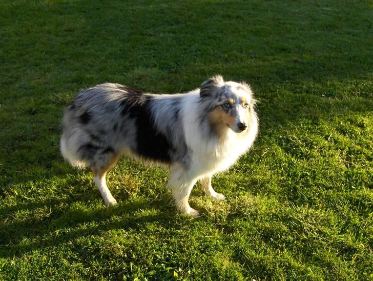 Shetland sheepdog ofelia billede 1