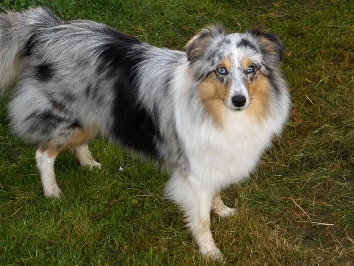 Shetland sheepdog ofelia billede 2