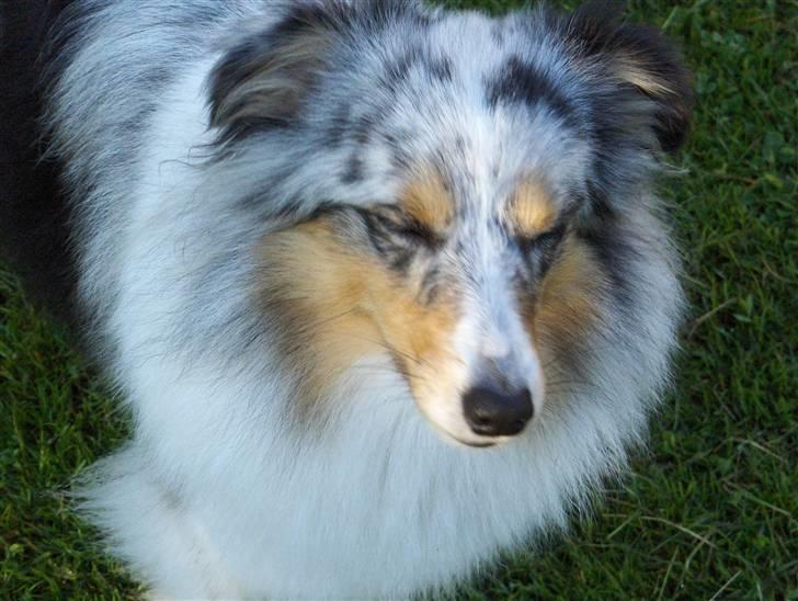 Shetland sheepdog ofelia billede 3