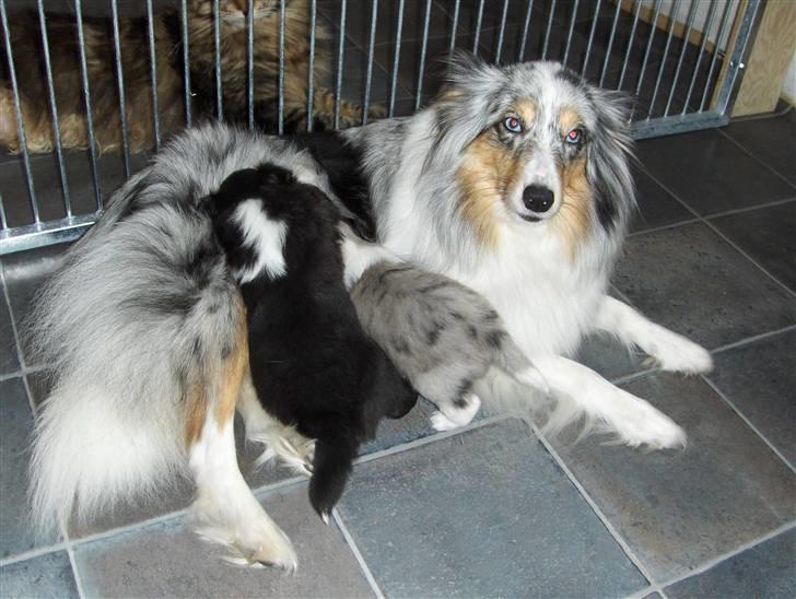 Shetland sheepdog ofelia billede 4