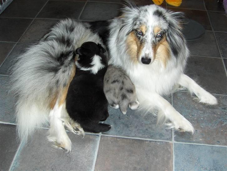 Shetland sheepdog ofelia billede 5
