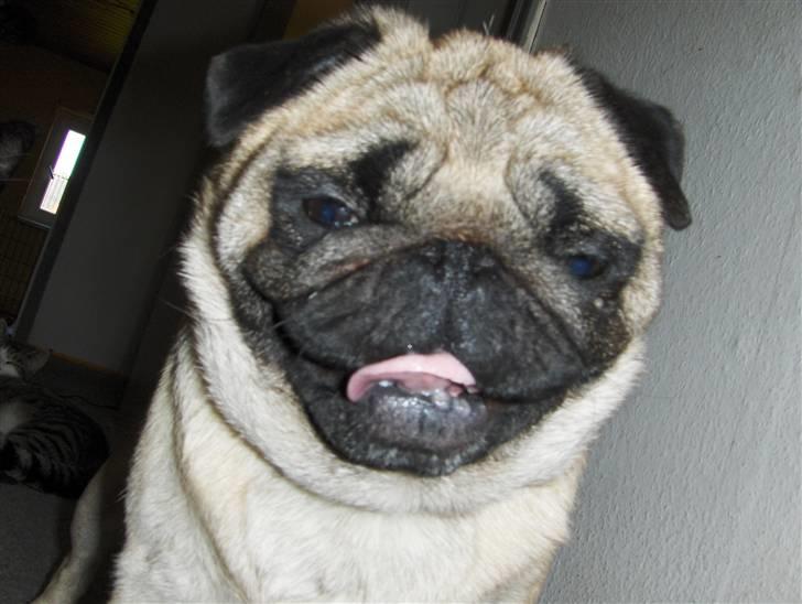 Mops tyk ofelia billede 1