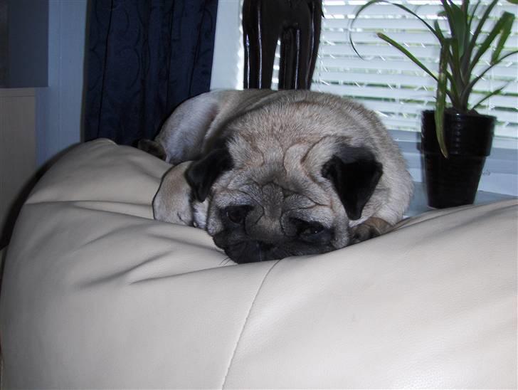 Mops tyk ofelia billede 2