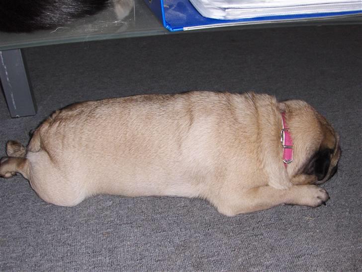 Mops tyk ofelia billede 3