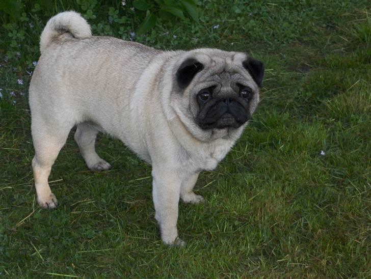 Mops tyk ofelia billede 4