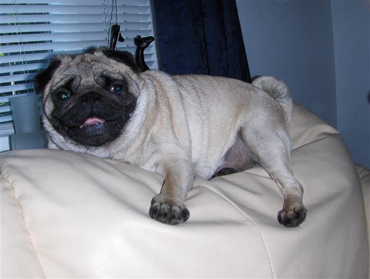 Mops tyk ofelia billede 5