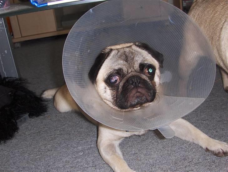 Mops jack pot billede 1