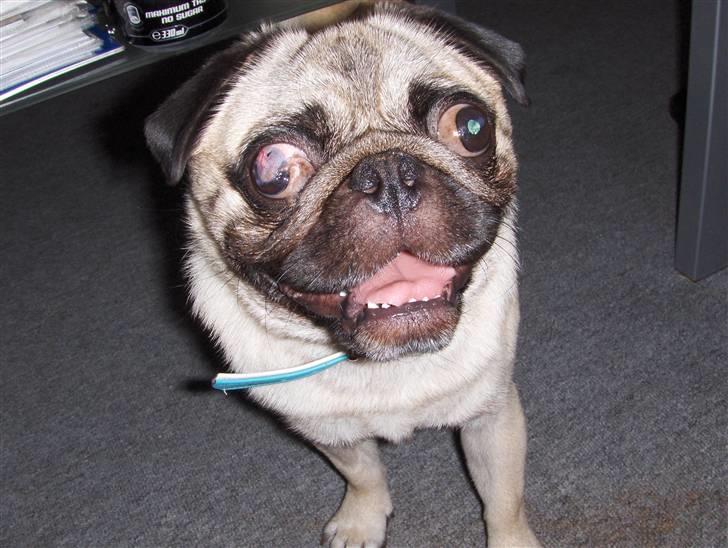 Mops jack pot billede 2