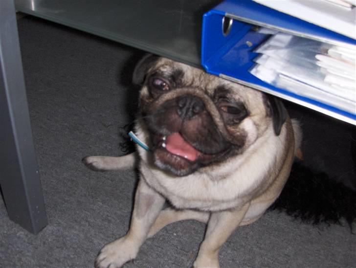 Mops jack pot billede 3