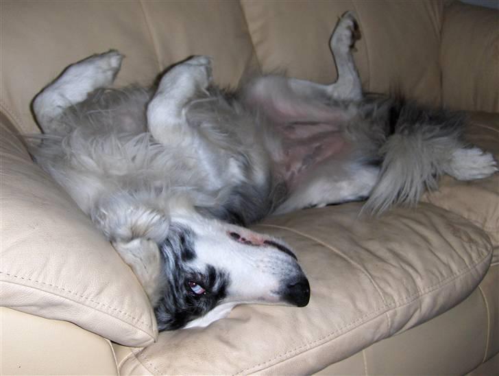 Border collie amy billede 1