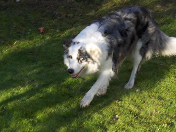 Border collie amy billede 4