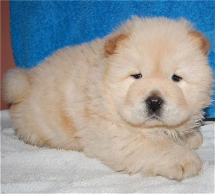Chow chow Gaia billede 1