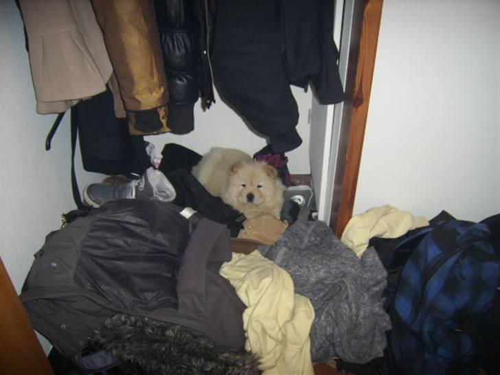 Chow chow Gaia billede 2