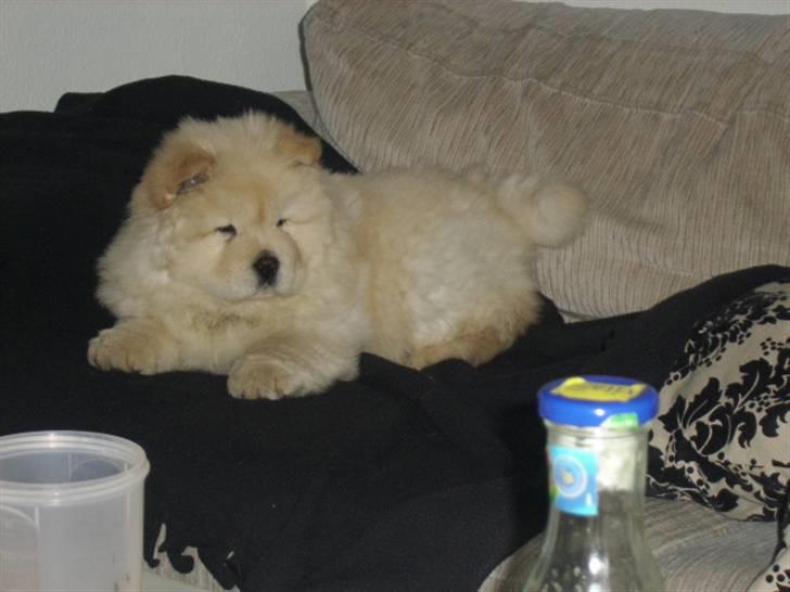Chow chow Gaia billede 3