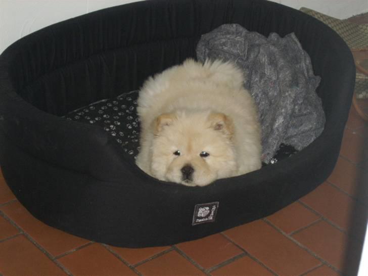 Chow chow Gaia billede 4