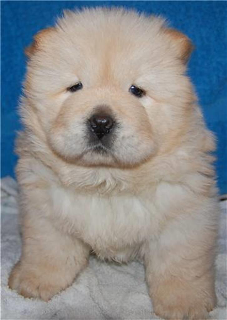 Chow chow Gaia billede 5