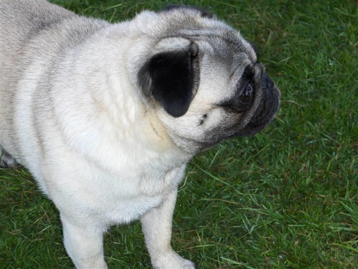 Mops jack pot billede 4