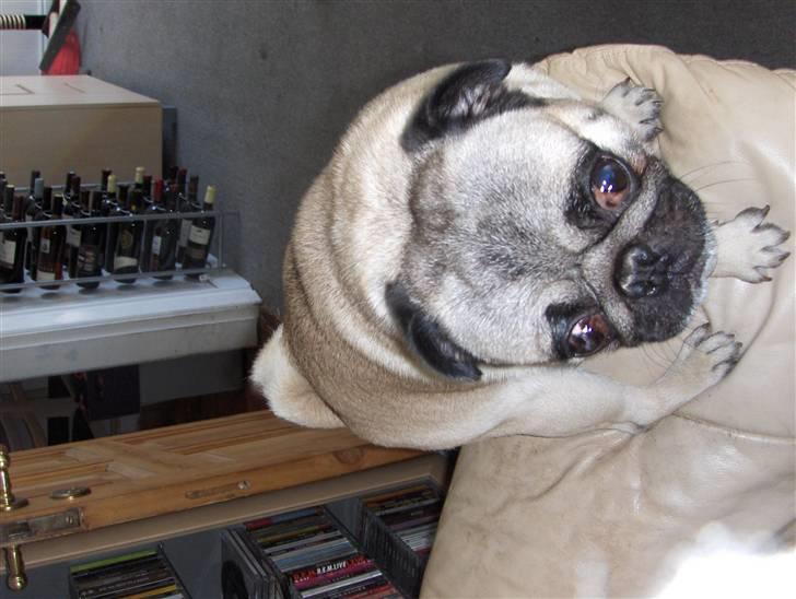 Mops jack pot billede 5