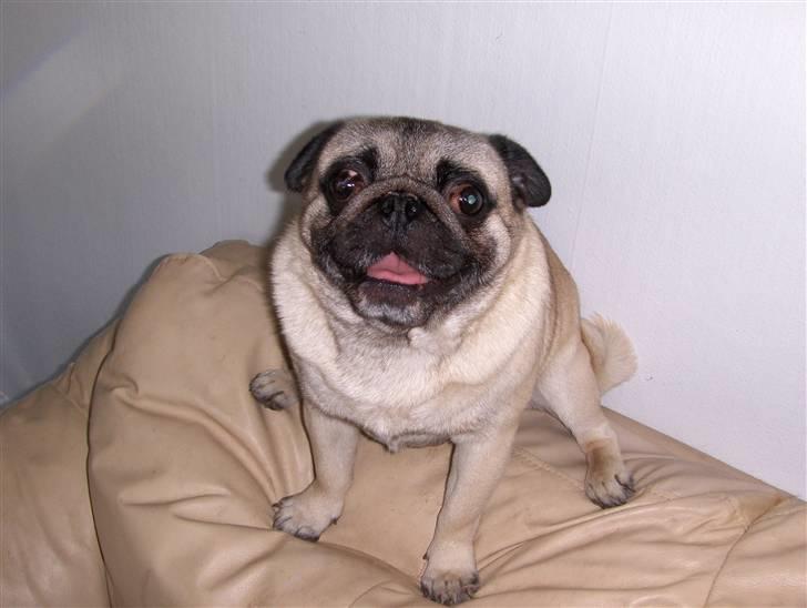 Mops jack pot billede 6