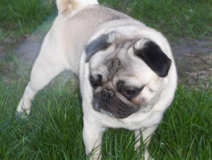 Mops jack pot billede 7