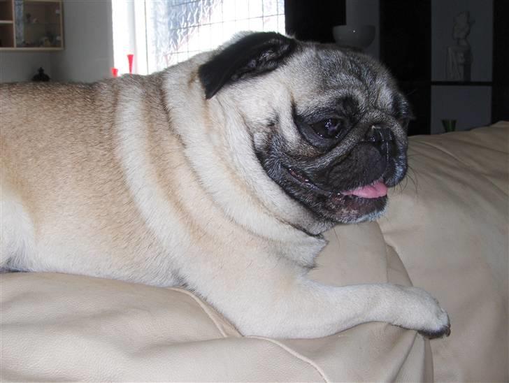 Mops jack pot billede 8