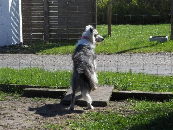 Border collie amy billede 6