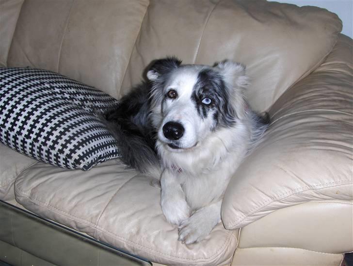 Border collie amy billede 7