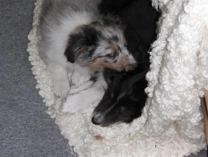 Shetland sheepdog ofelia billede 6