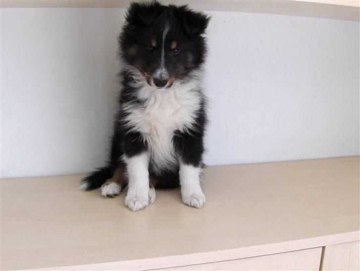 Shetland sheepdog ofelia billede 7
