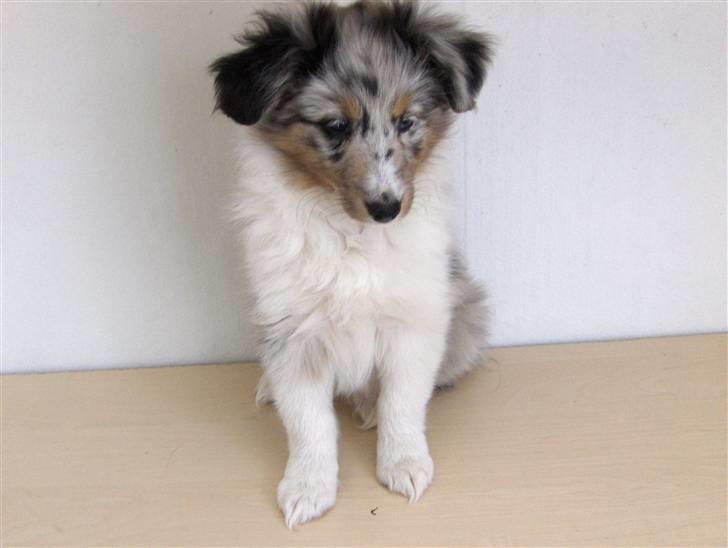 Shetland sheepdog ofelia billede 8