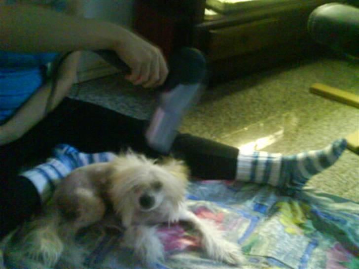 Chinese crested hårløs Malthe - så har man lige været i bad og er ved at blive føntøret. :D dejligt. billede 8