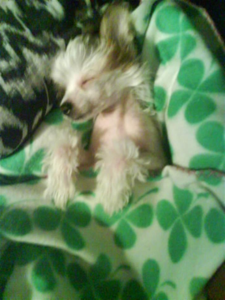 Chinese crested hårløs Malthe - har putter Malthe lige med sit grønne tæppe. :) havde næsten lige fået ham der. :D billede 9