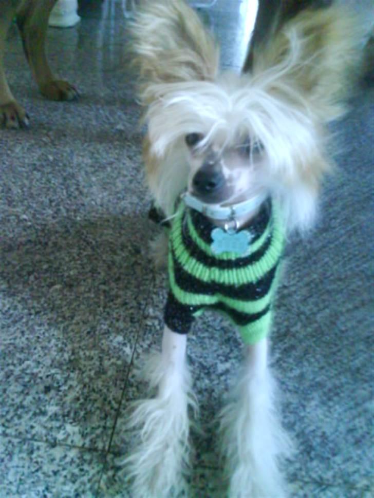 Chinese crested hårløs Malthe - Malle mus. billede 10