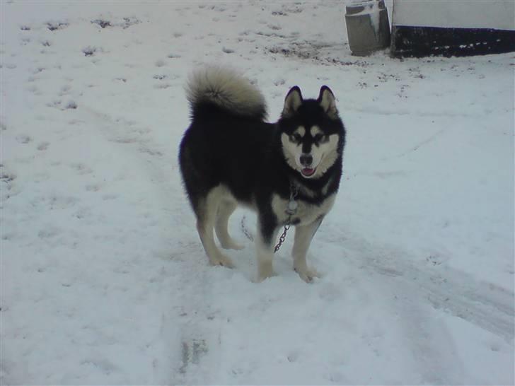 Alaskan malamute Diesel billede 1