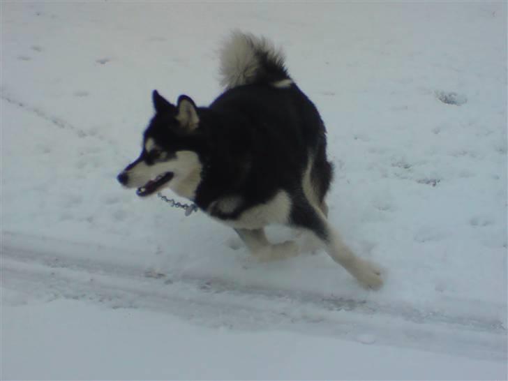 Alaskan malamute Diesel - dejligt med noget sne man kan lege i billede 2