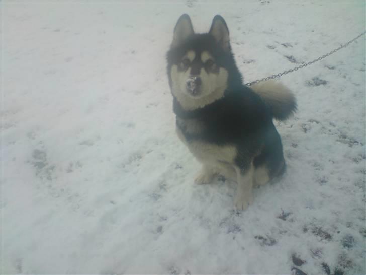 Alaskan malamute Diesel billede 3
