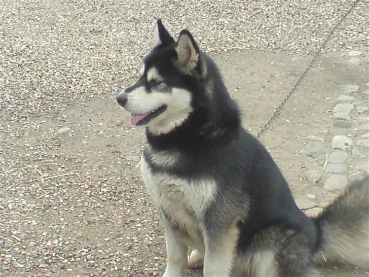 Alaskan malamute Diesel billede 4