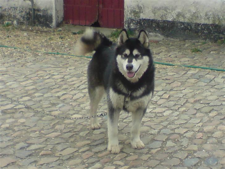 Alaskan malamute Diesel billede 5