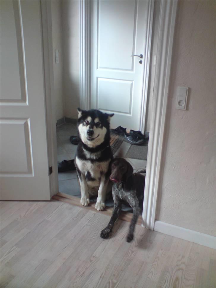 Alaskan malamute Diesel - vores to dejlige hunde Diesel og Balder billede 6
