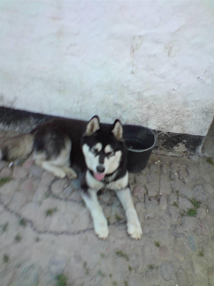 Alaskan malamute Diesel billede 7