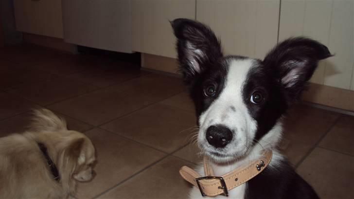 Border collie chang - chang det er mig  billede 2
