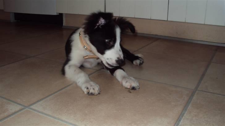 Border collie chang - hvad er det  billede 3